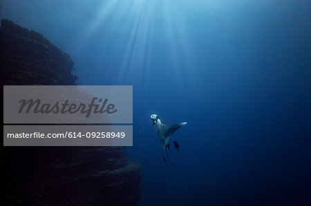 Giant Oceanic manta ray, Revillagigedo Islands, Socorro, Baja California, Mexico