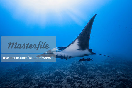 Giant Oceanic manta ray, Revillagigedo Islands, Socorro, Baja California, Mexico