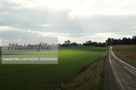 Rural road by field