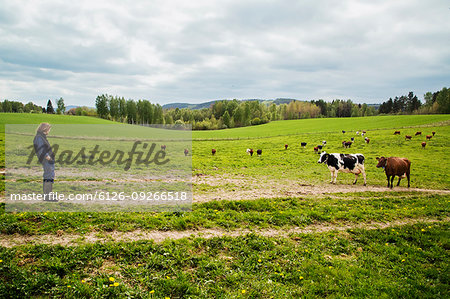 Farmer with cows in field