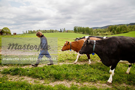 Farmer with cows in field