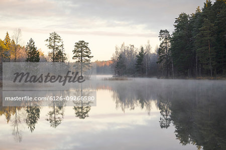 Forest by lake in Lotorp, Sweden
