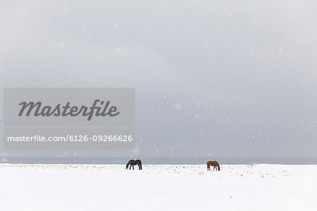 Horses in snow covered field