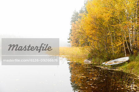 Trees and boat beside lake under fog