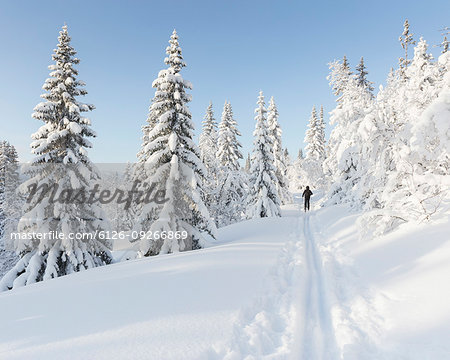 Man skiing by snow covered trees