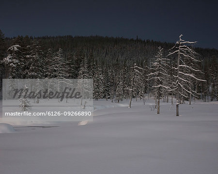 Bare forest in snow