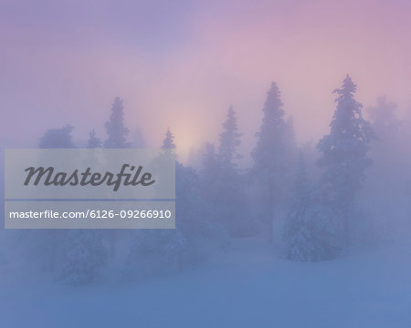 Snow covered trees in fog at sunset