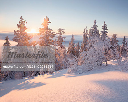 Snow covered trees at sunset