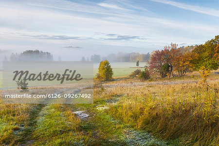 Fog in field during autumn
