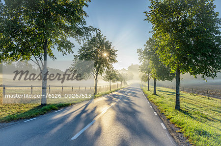 Treelined rural road in Lidingo, Sweden