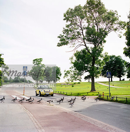 Ducks crossing street in Helsinki, Finland