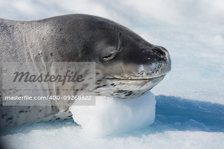 Head shot of a Leopard seal on an ice in Antarctica