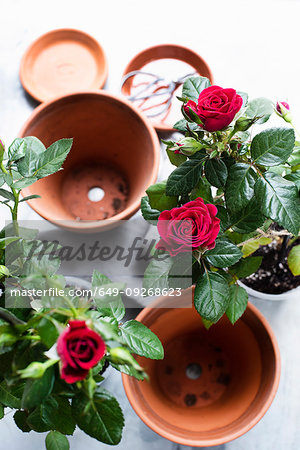 Still life of rose plants and terracotta flower pots, overhead view