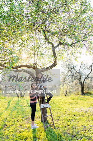 Girl and her sister holding a cute golden retriever puppy on tree ladder in sunlit orchard, portrait, Scandicci, Tuscany, Italy