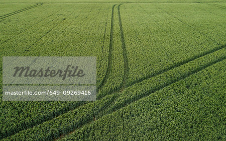 Wheatfield with tractor tracks, Geersdijk, Zeeland, Netherlands