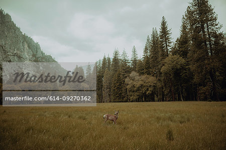 Deer grazing in nature reserve, Yosemite National Park, California, United States