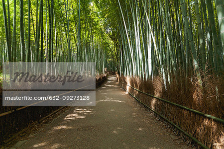 Bamboo forest in Arashiyama