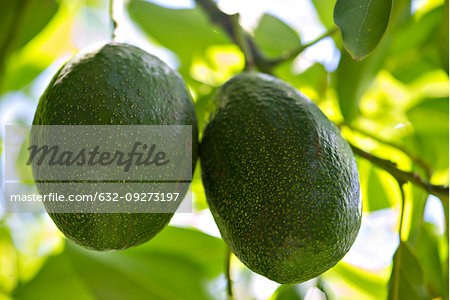 Close-up of avocados
