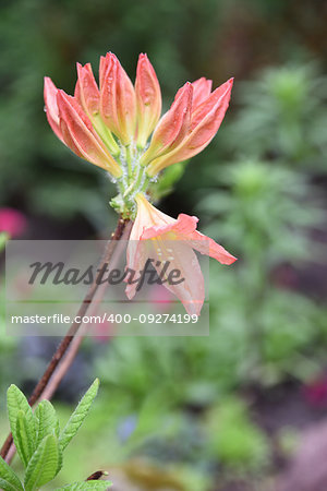 Pink rhododendron azalea , the beginning of flowering in a garden