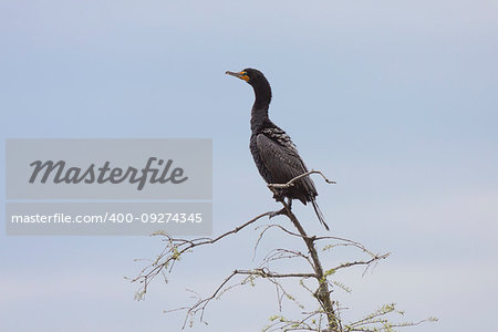 A black cormorant with a golden beak and dark blue eyes perches on top of a dying tree while looking out into a soft blue sky.