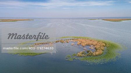 dalmatian pelicans (pelecanus crispus) in Danube Delta Romania