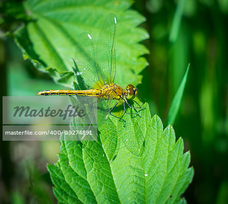 Portrait of a dragonfly sitting on a green sheet of nettle,close-up.