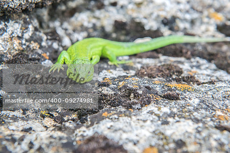 Green and black Garden Lizard peering over rocks