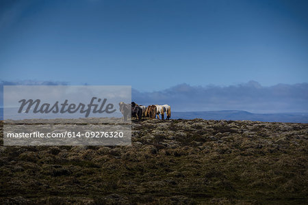 Herd of icelandic horses in rocky landscape, Reykjavík, Gullbringusysla, Iceland