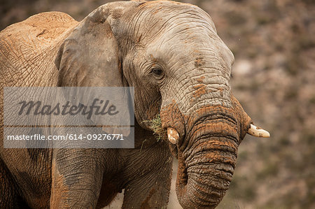 Elephant in nature reserve, Touws River, Western Cape, South Africa