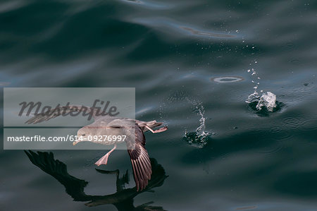 Northern fulmar, Spitzbergen, Svalbard Islands, Norway