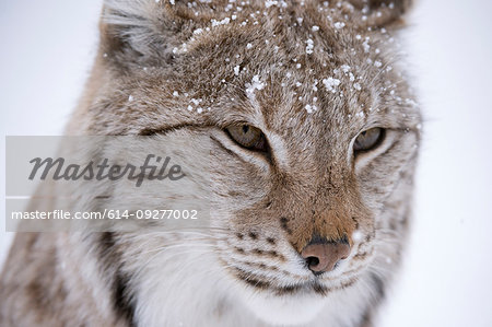 European Lynx (Lynx lynx),  Captive, Polar Park, Norway