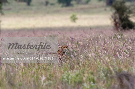 Cheetah, Acynonix jubatus in tall savannah grass Voi, Tsavo, Kenya