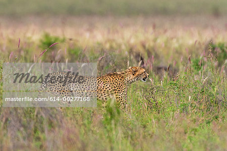 Cheetah, Acynonix Jubatus walking in tall savannah grass Voi, Tsavo, Kenya