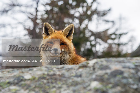 Red fox (Vulpes vulpes), Gran Paradiso National Park, Aosta Valley, Italy