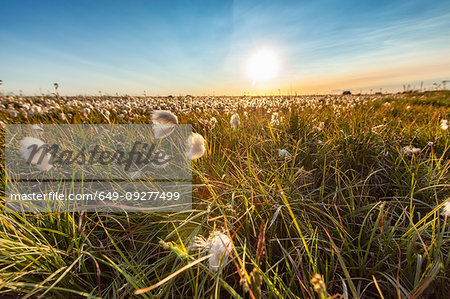 Tall grass and wildflowers, Seljalandsfoss waterfall, Iceland