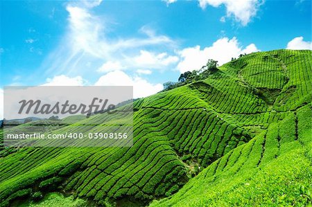 Tea Plantation and blue sky with cloud in Cameron Highland