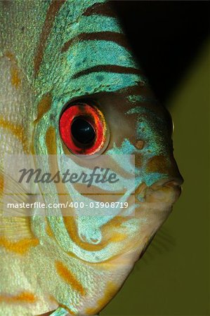Close-up, underwater view of a colorful blue discus fish (Symphysodon aequifasciata)