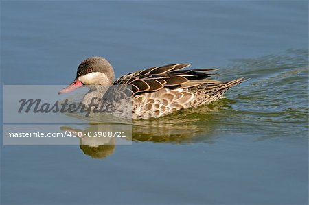 Red-billed teal (Anas erythrorhyncha) swimming, South Africa