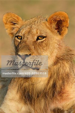 Portrait of a young African lion, (Panthera leo), Kalahari, South Africa