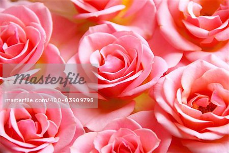 Botanical flower background of pink rose blossoms