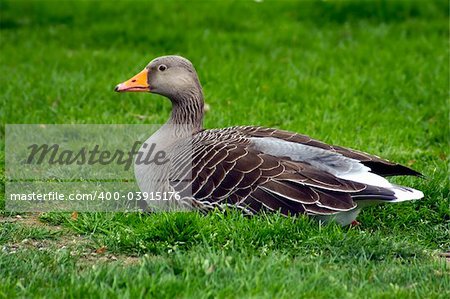 A duck resting peacefully on a lawn