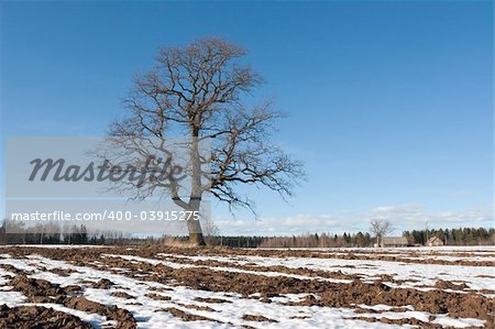 lonely tree at country side with free space for text