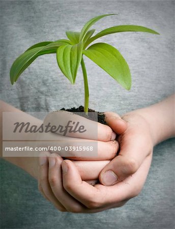 Boy holding seedling in cupped hands, close up on hands
