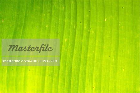 Close-up of a banana tree leaf.