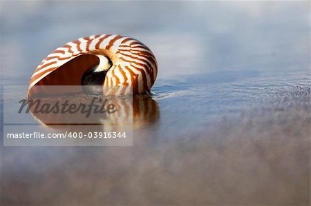 Nautilus on the water's edge on sandy beach