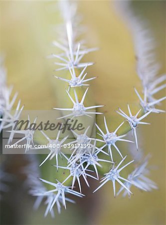 Close up shot of a desert cactus. Great detail in the thorns sticking out. Shot with a Canon 30D and 100mm macro lens