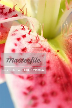 Closeup macro of the majestic Stargazer Lily showing some of the elongated spotting on the petals. shallow dof. Stargazer Lilies are associated with iinnocence and purity, but modern connotations are honour and aspiration.