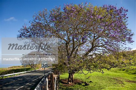 Road with Jacaranda tree blooming with purple flowers in Maui, Hawaii.