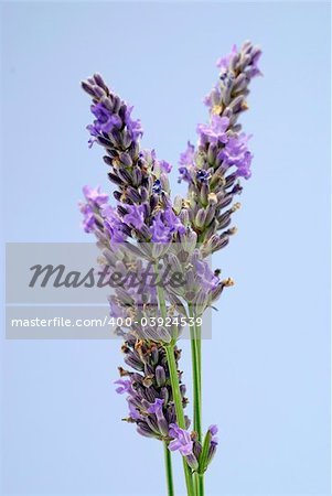 stems of lavender