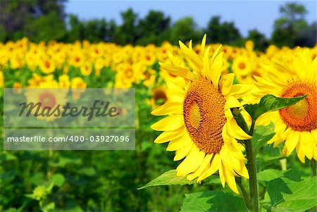 Sunflower field with blooming sunflowers and blue sky